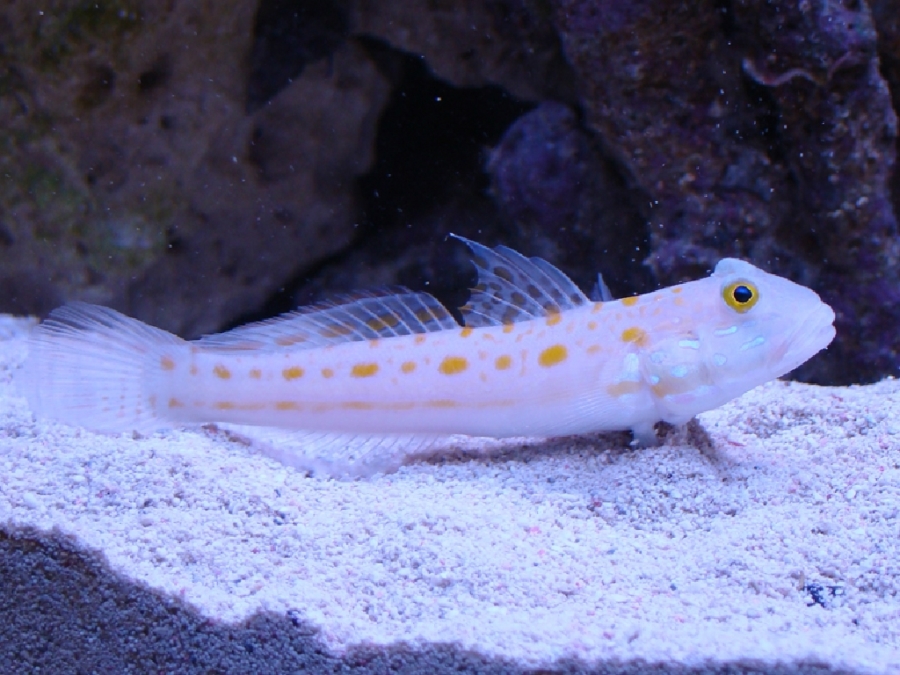 goby fish