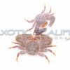 Porcelain Crab - Image 2
