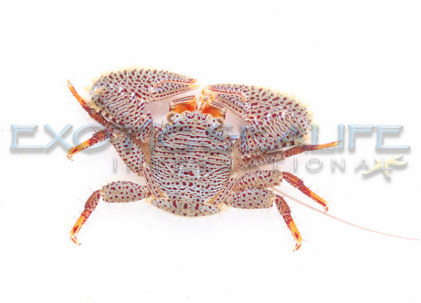 Porcelain Crab