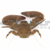 Porcelain Crab - Image 3