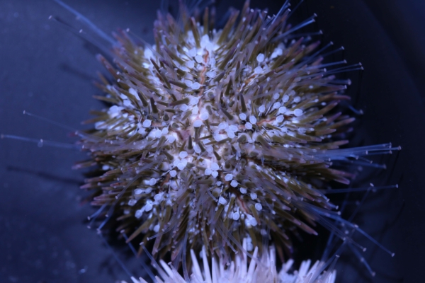 Pin Cushion Urchin