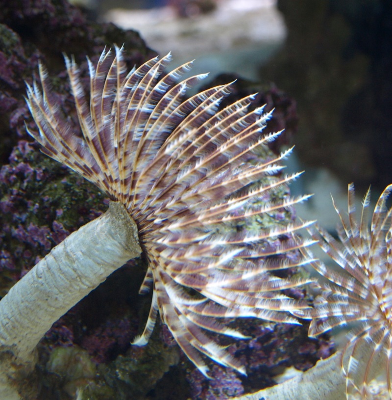 Caribbean Feather Duster – Exotic Sealife