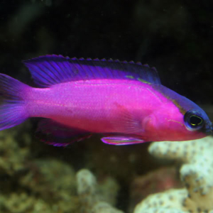 Black Cap Basslet