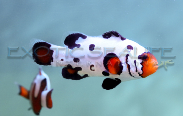 Black Ice Clownfish