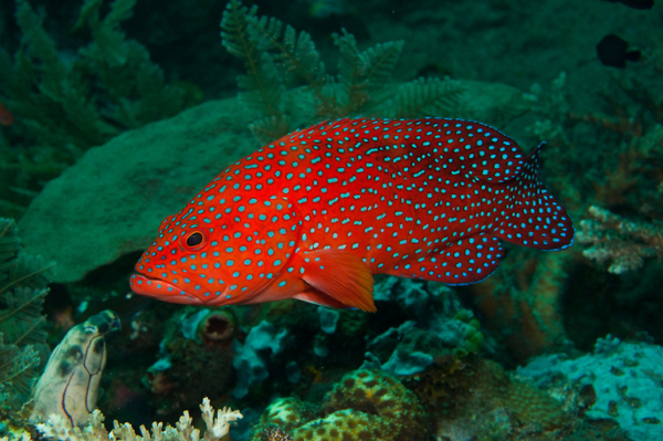 Miniata Grouper