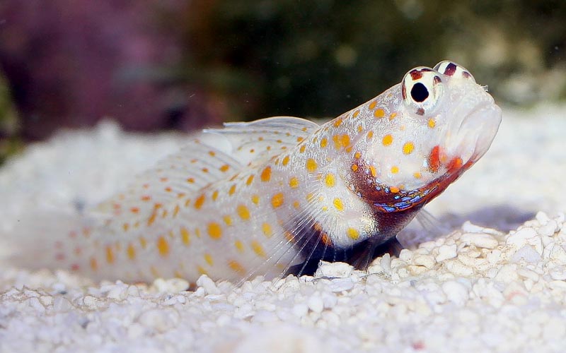 Orange Spotted comgortable Prawn Goby