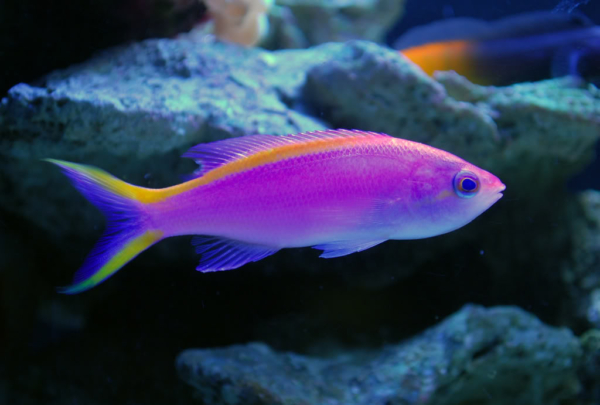 Purple Queen Anthias