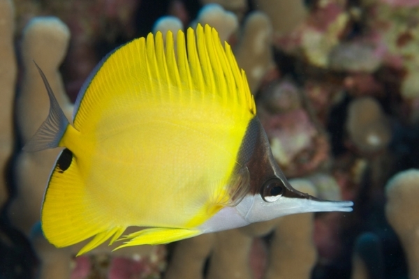 Longnose Butterfly