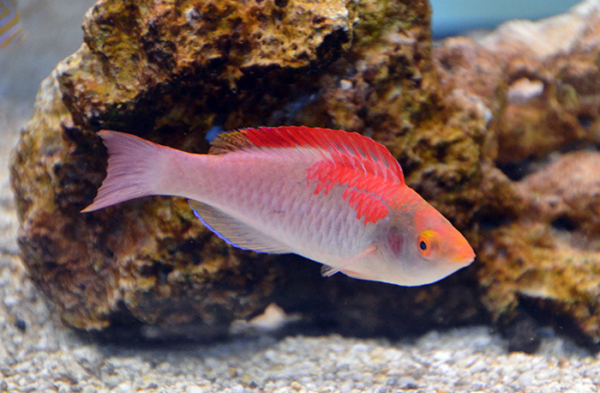 Adorned Wrasse