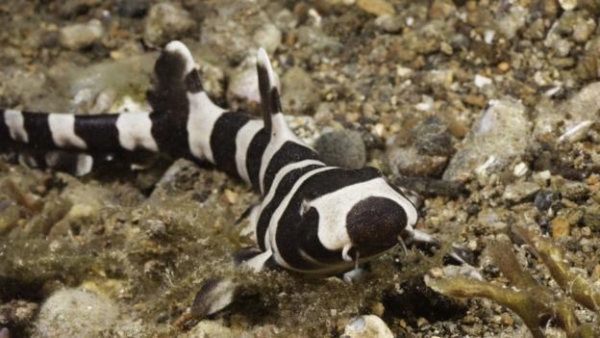 Bamboo Shark