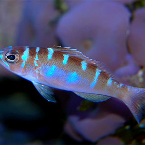 Chalk Basslet
