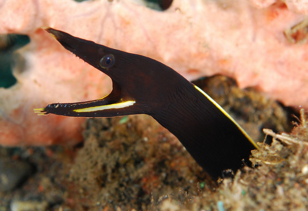 Black Ribbon Eel