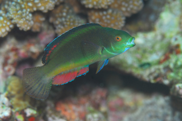 Black Margin Fairy Wrasse