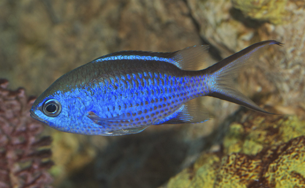 Blue Reef Chromis  NO DOA Claim
