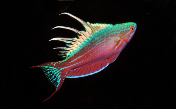 Blue Flasher Wrasse
