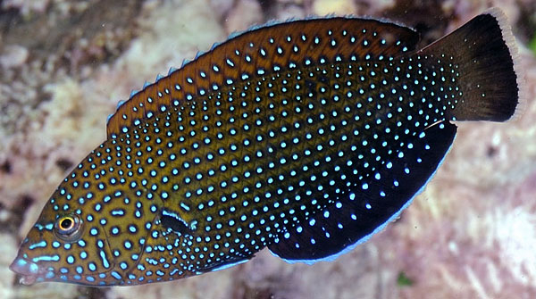 Blue Spot Tamarin Wrasse
