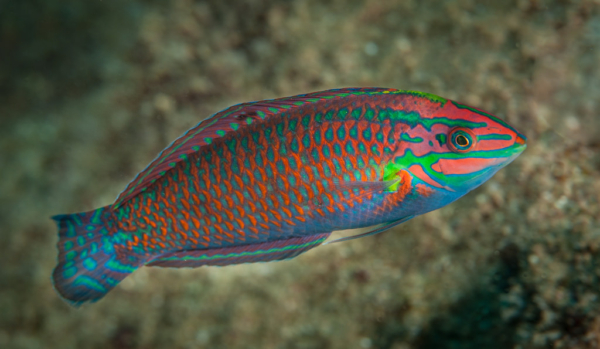 Hawaiian Christmas Wrasse