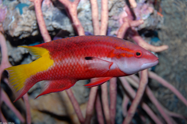 Cuban Hog