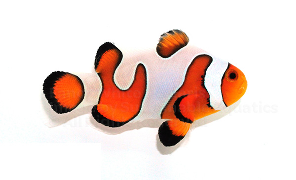 DaVinci Clownfish