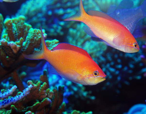 Dispar Anthias