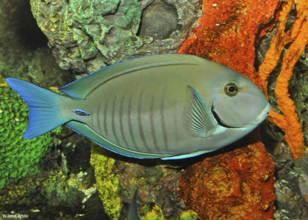Doctorfish Tang