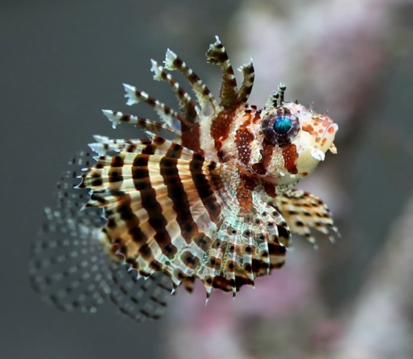 Fuzzy Dwarf Lionfish