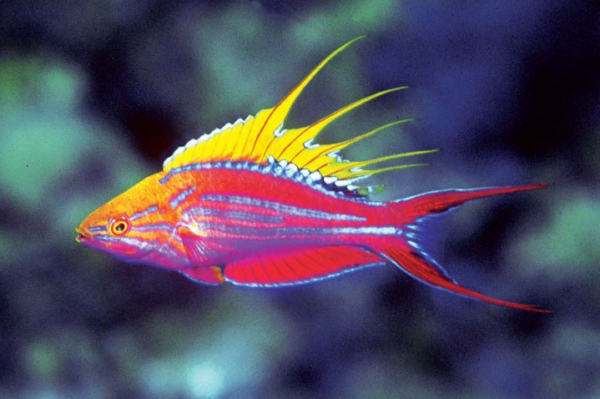 Filamented Flasher Wrasse