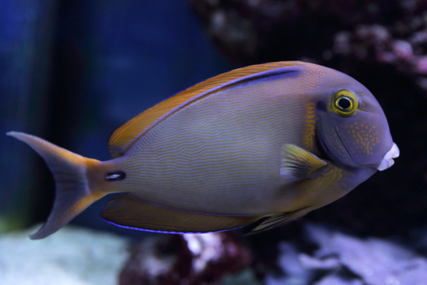 Fowleri Tang
