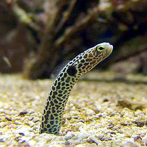Eels
