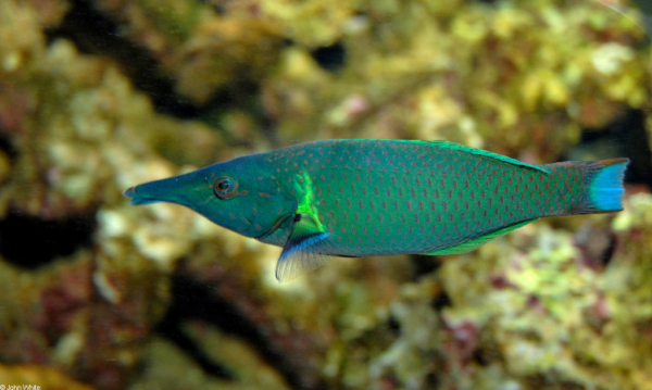 Green Bird Wrasse