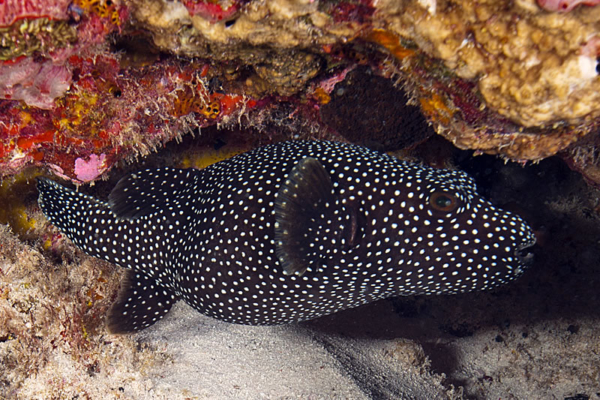 Guineafowl Puffer