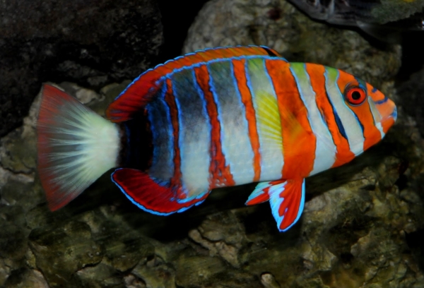Australian Harlequin Tusk  NO DOA
