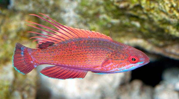 Line Spot Flasher Wrasse