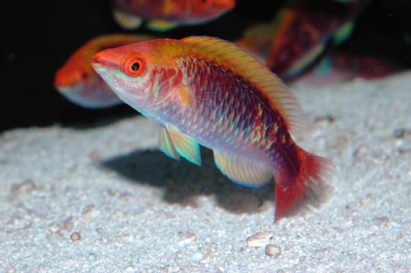 Lubbock's Fairy Wrasse