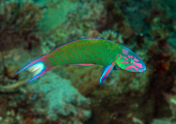 Lunare Wrasse