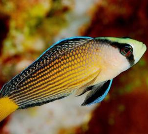 Splendid Dottyback