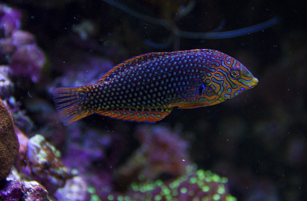 Matara/Ornate Leopard Wrasse