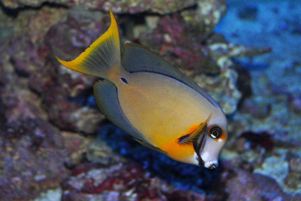 Mimic Tang