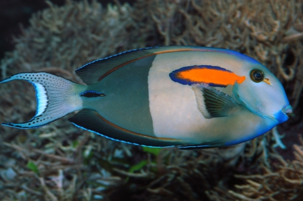 Orange Shoulder Tang med