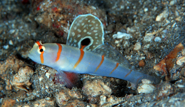 Randall's Goby