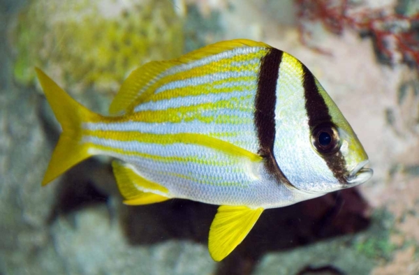 Porkfish