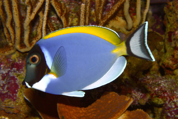Powder Blue Tang medium