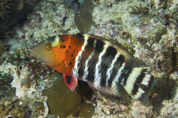 Red Banded Maori Wrasse