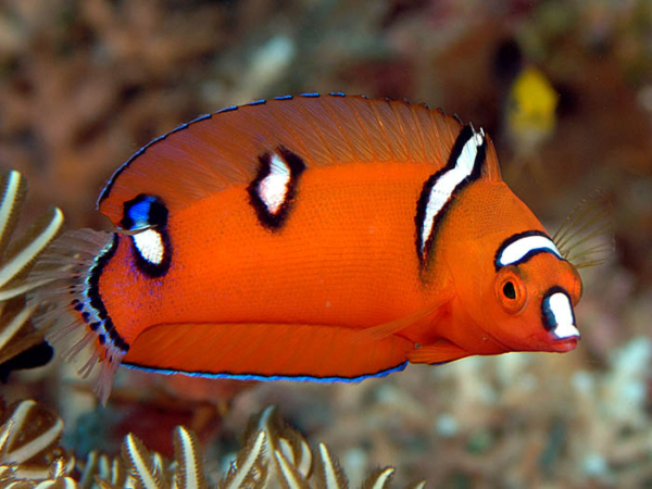 Red Coris Wrasse