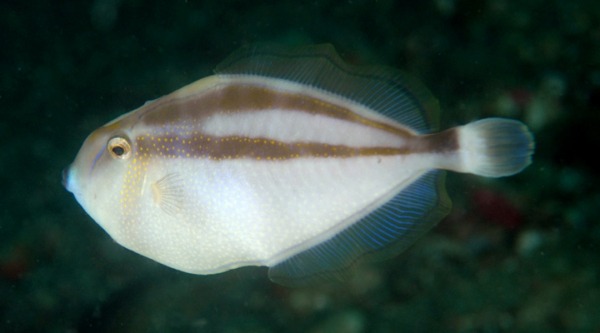 Rhinoceros File Fish