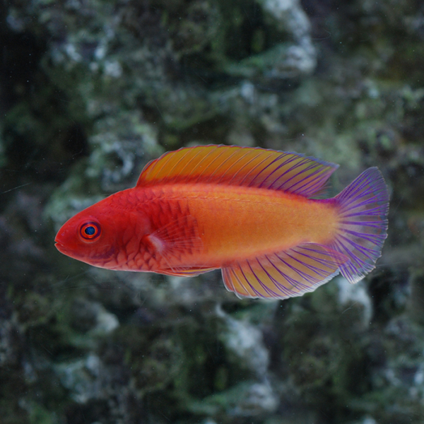 Rosy Scale Wrasse