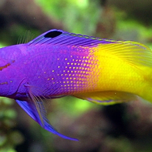Royal Gramma Basslet