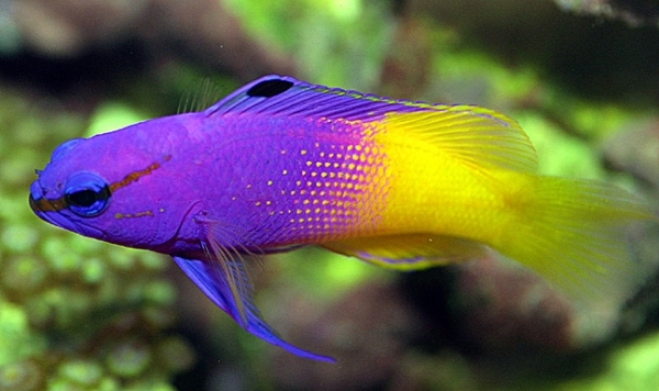 Royal Gramma Basslet