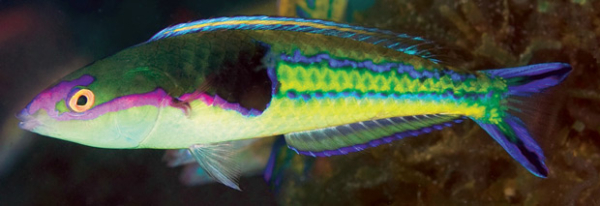 Pencil Wrasse (Royal)