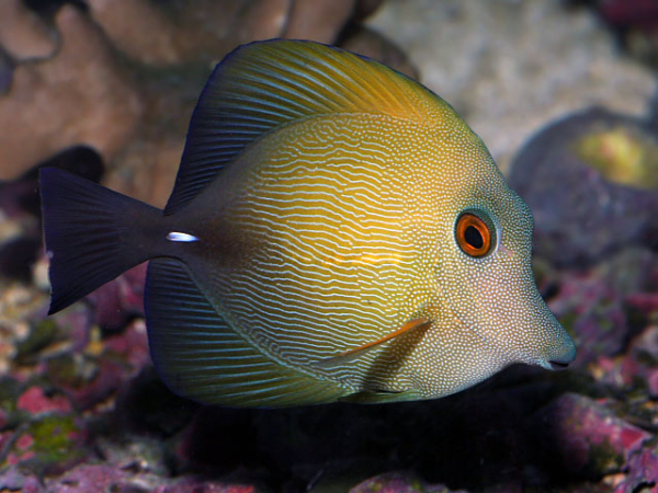 Scopas Tang Med